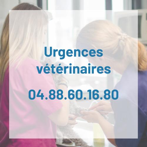 service urgence vétérinaire saint-etienne loire